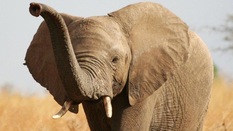 Elephant pictured holding his trunk up in the air