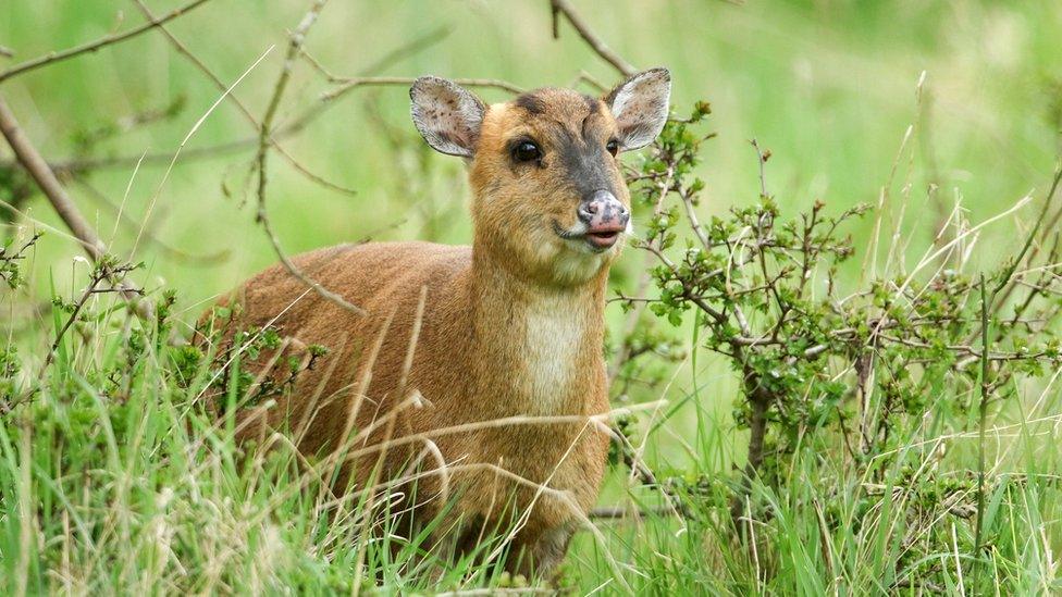 Muntjac deer