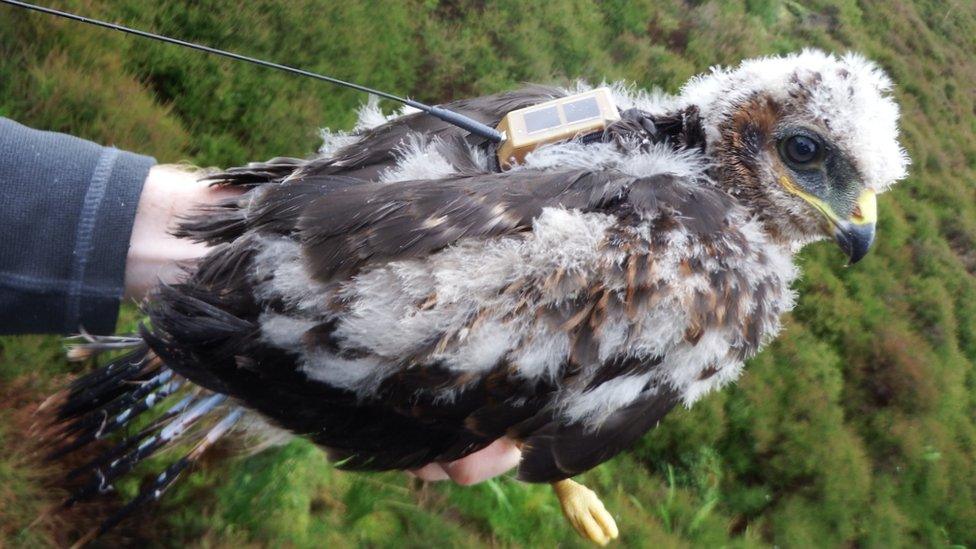 Hen harrier, Blue