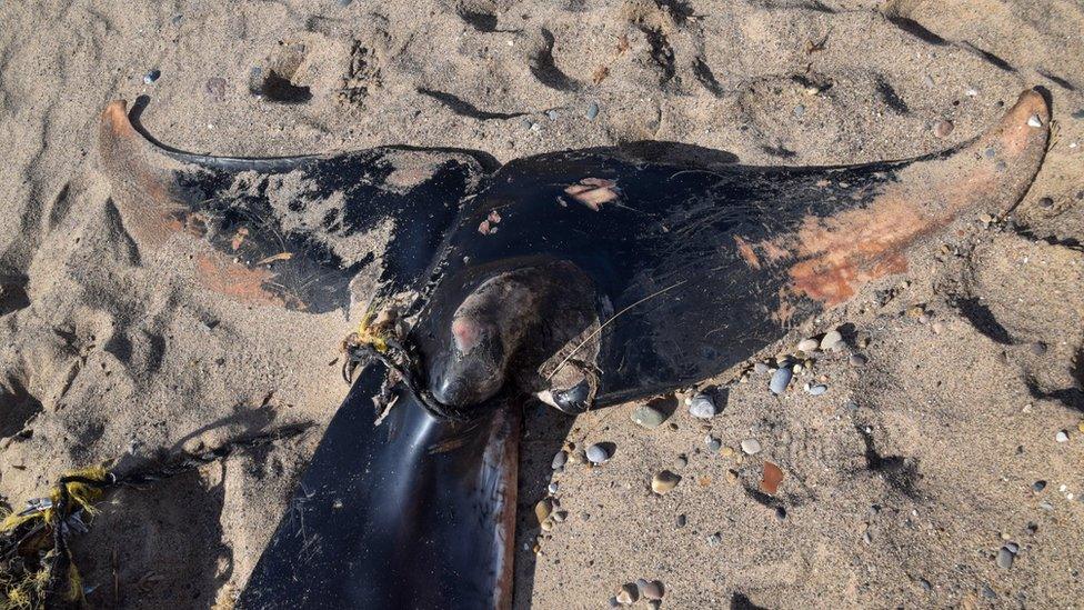 Minke whale's tail wrapped in rope and debris