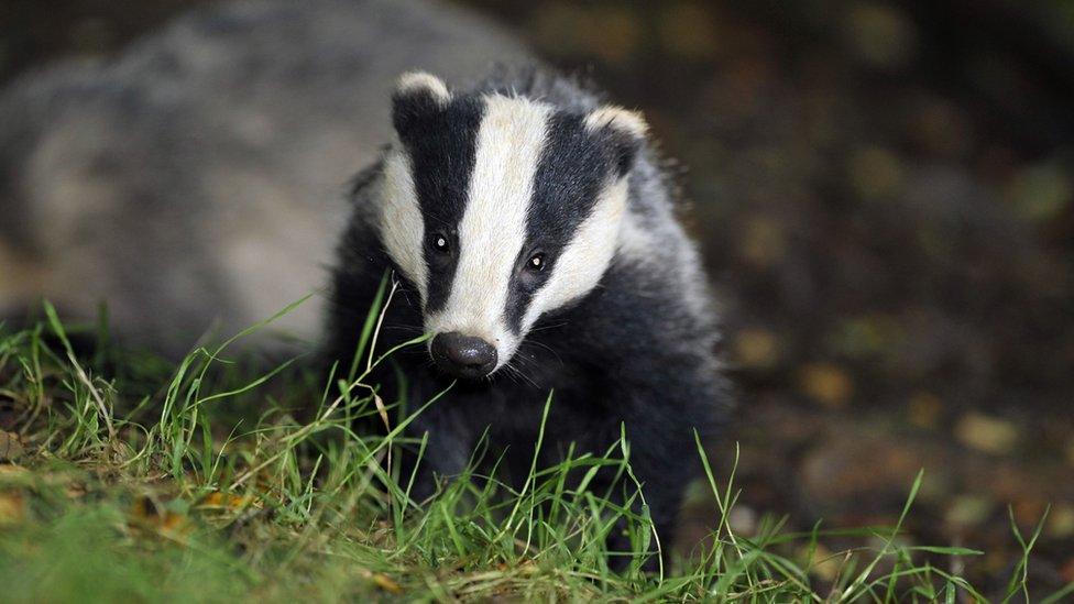 Badger