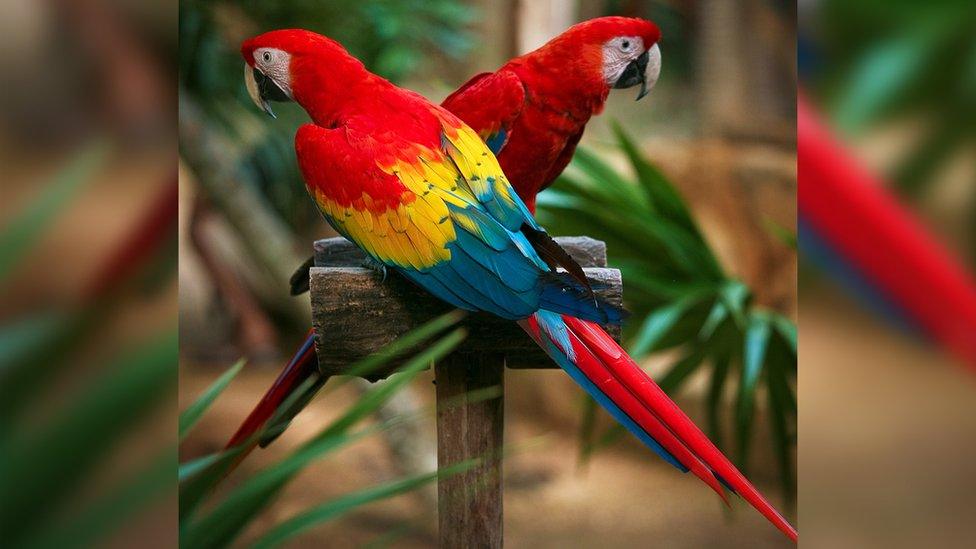 Scarlet Macaw.