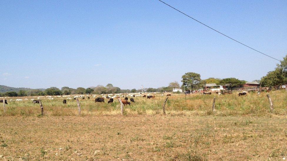 A view of fields and cattle grazing in El Maizal