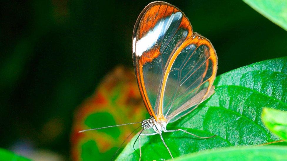 Glasswinged-butterfly-lands-on-a-leaf.