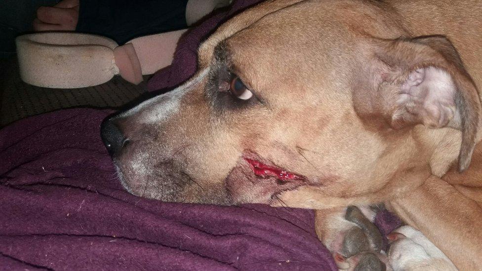 Photo of Zena who was injured with a machete while trying to defend the puppies