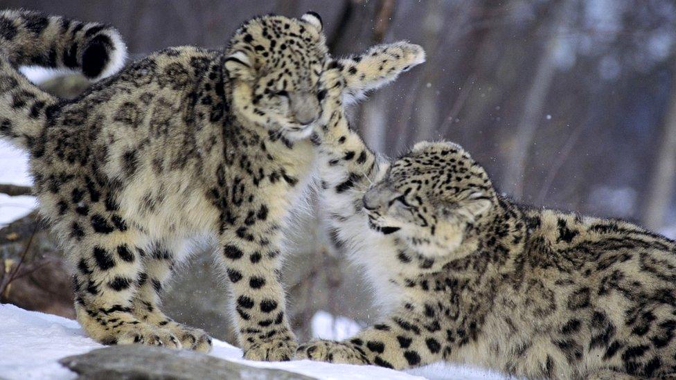 Snow leopards