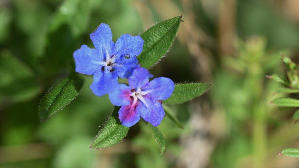 purple gromwell