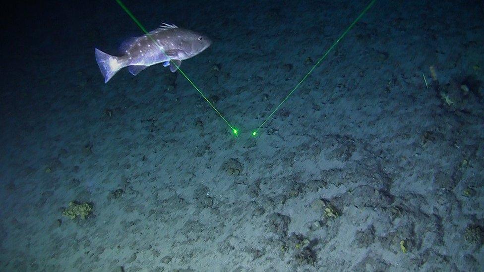 Image shows coral reef discovered in the Amazon