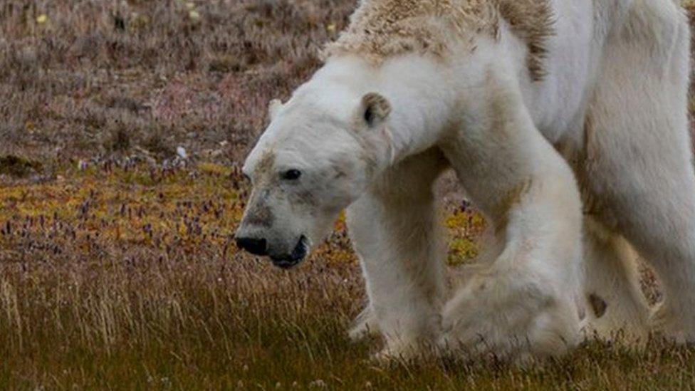 A starving polar bear in northern Canada