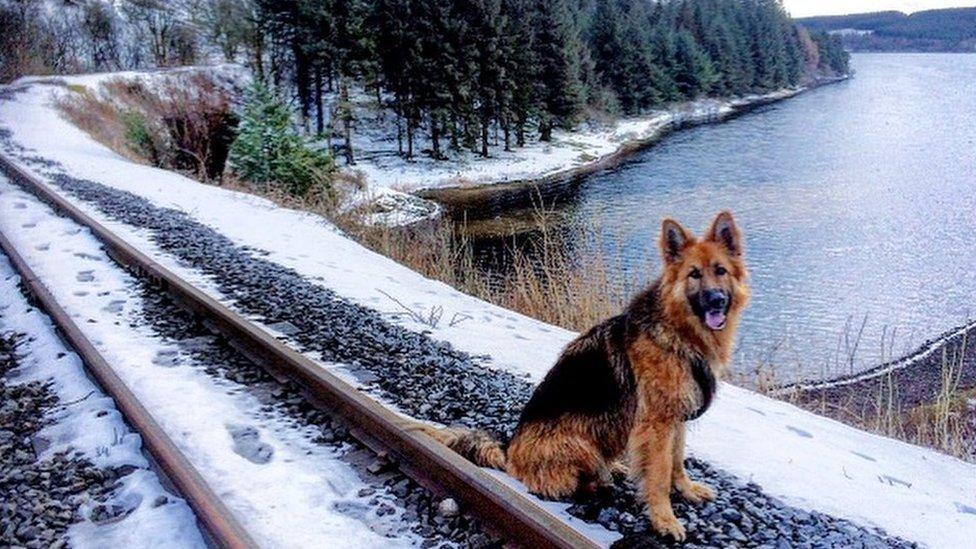 Blu the dog on the Brecon railway