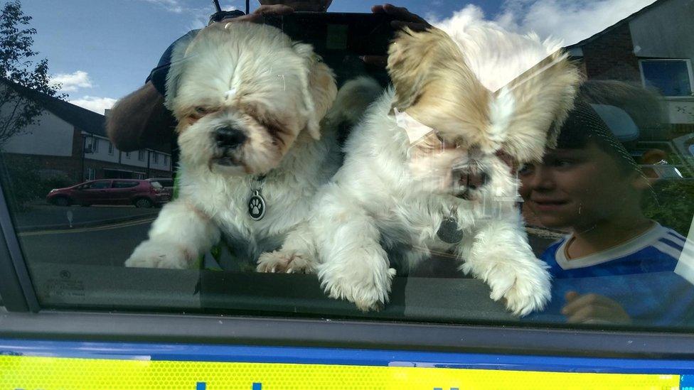 Dogs in the police car