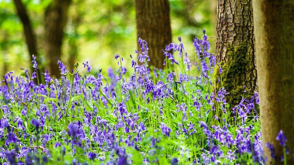 Bluebells in Bagley Woods