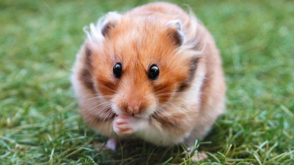 A Syrian hamster.