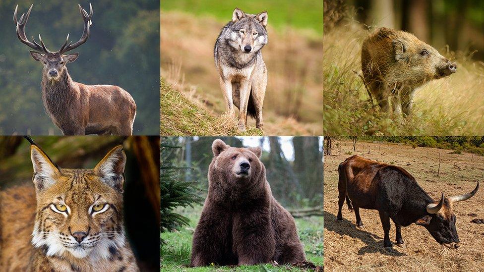 collection of animals now extinct in Wales