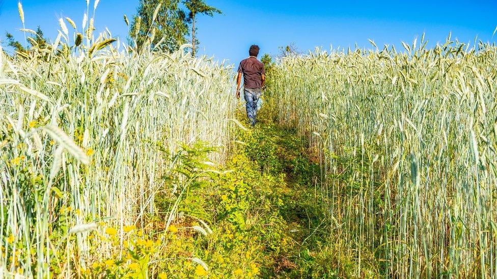 A man walking on the wheat grain farm in Dorze Village, Ethiopia - December 11, 2017