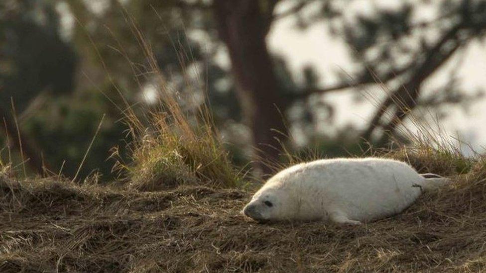 Seal pup