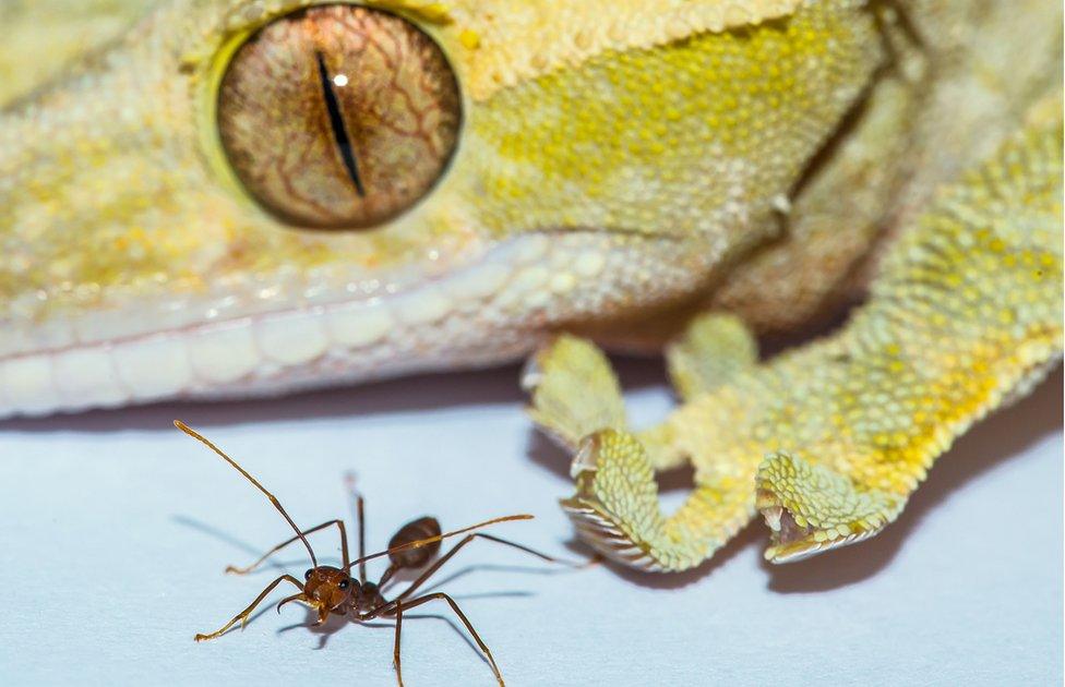 Gecko and spider