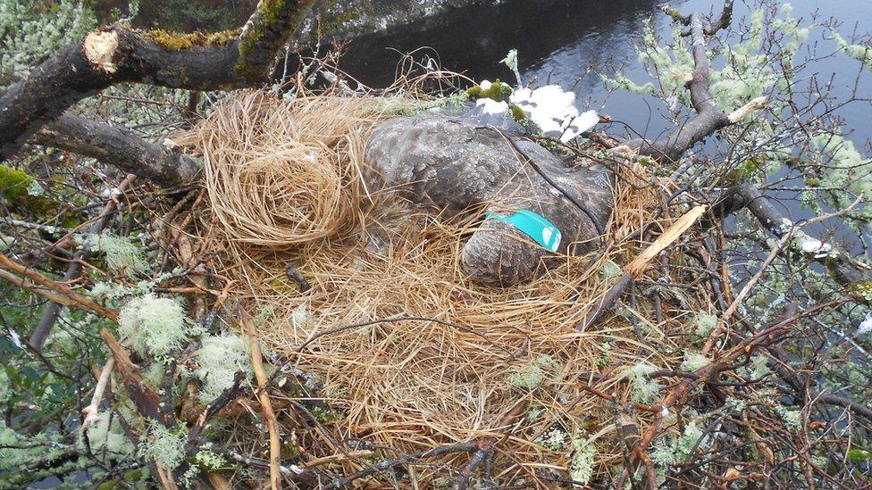 the dead adult female white-tailed eagle which had been poisoned in Connemara in April 2015