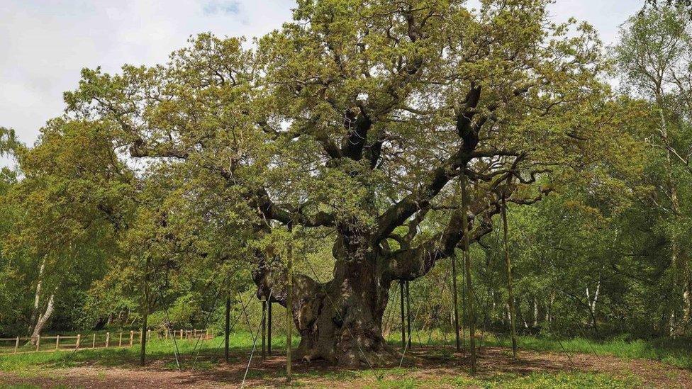 Major Oak