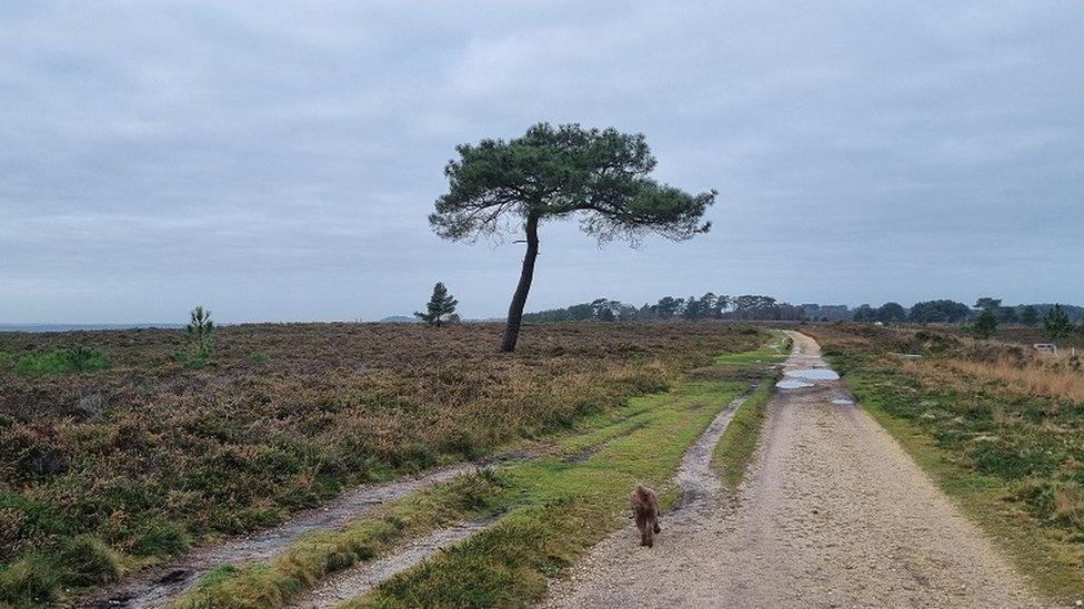 SUNDAY - Canford Heath