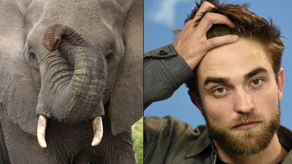 Elephant and Robert Pattinson