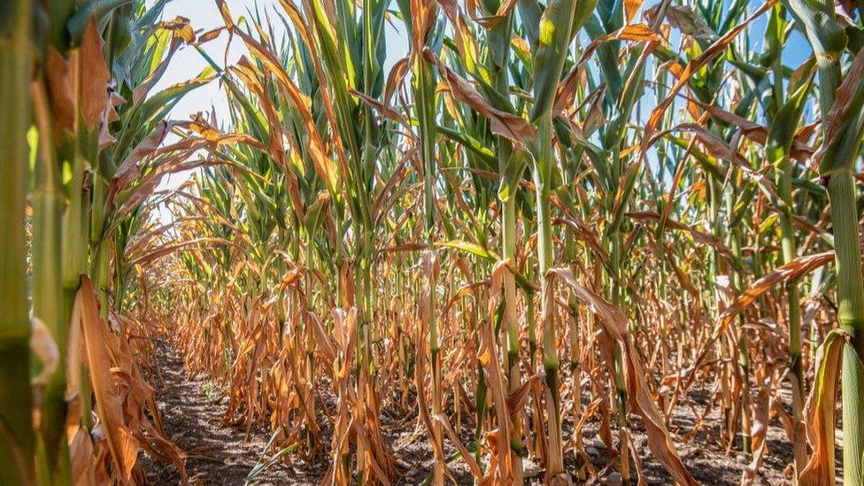 A dry corn field in Rogoza, eastern Slovenia, 4 Aug 22