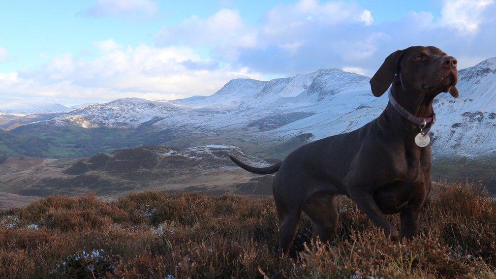 Connie the puppy in front of Cadair Idris