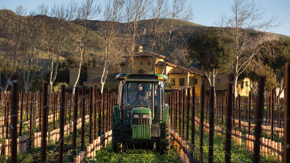 Pinot noir grapevines in the Santa Rita Hills undergo budbreak, coming back from dormancy under sunny skies on March 13, 2019, near Lompoc, California.