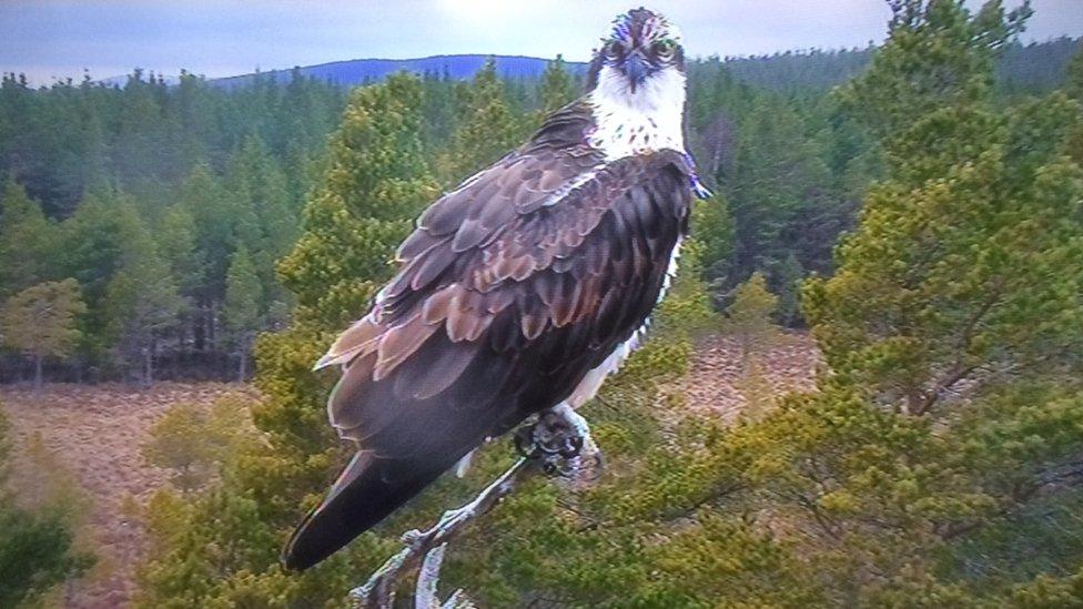 Male osprey