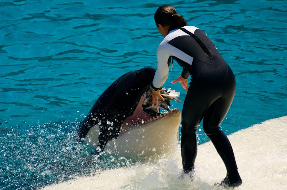 Orca being fed at SeaWorld