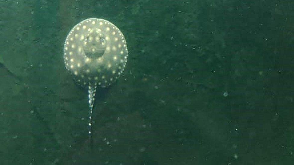 A newborn male Henle's river ray