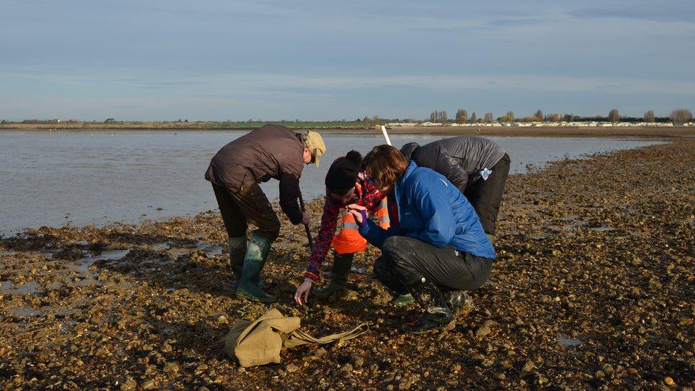 Mammoth tusk found on Mersea