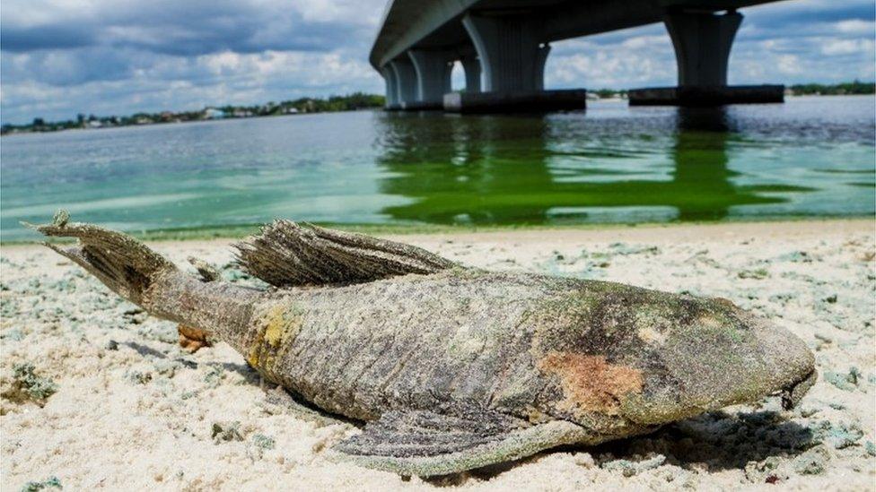 A dead walking catfish on the shore with algae along Sewell"s Point on the St. Lucie River.