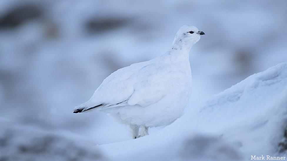 White ptarmigan in snow