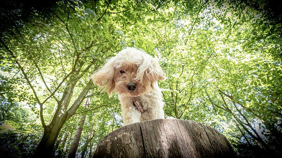 Dog on a tree stump