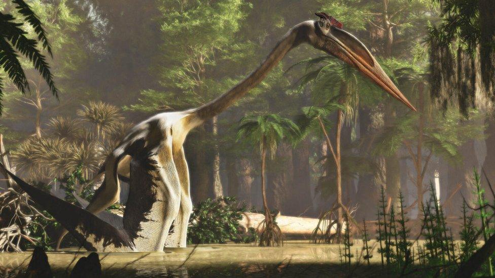 Artists's impression of a pterosaur