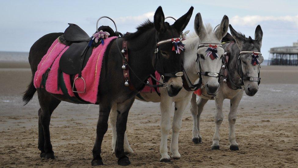 Donkeys on a beach