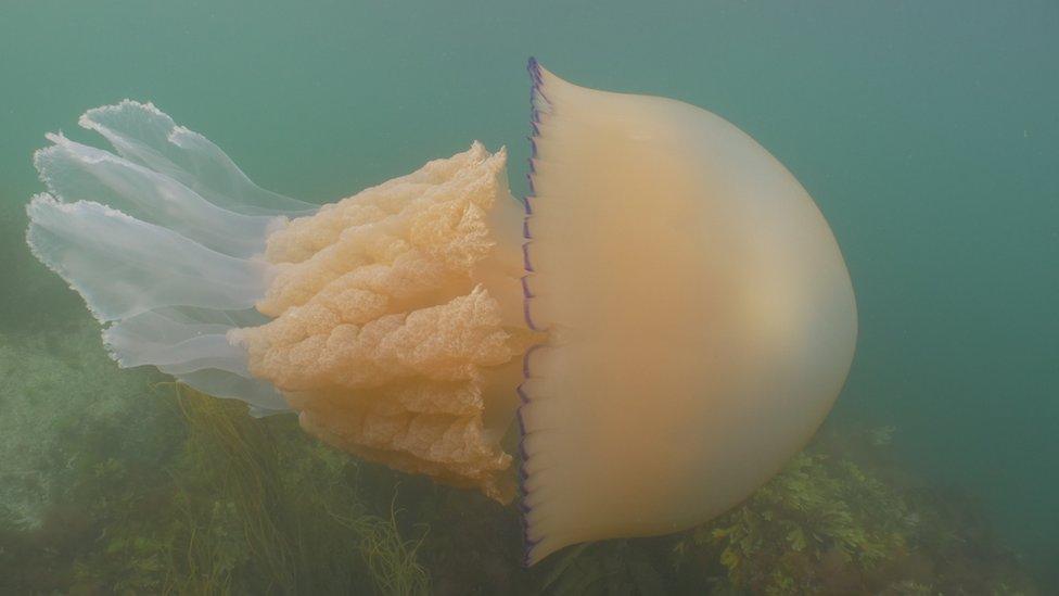 Jellyfish