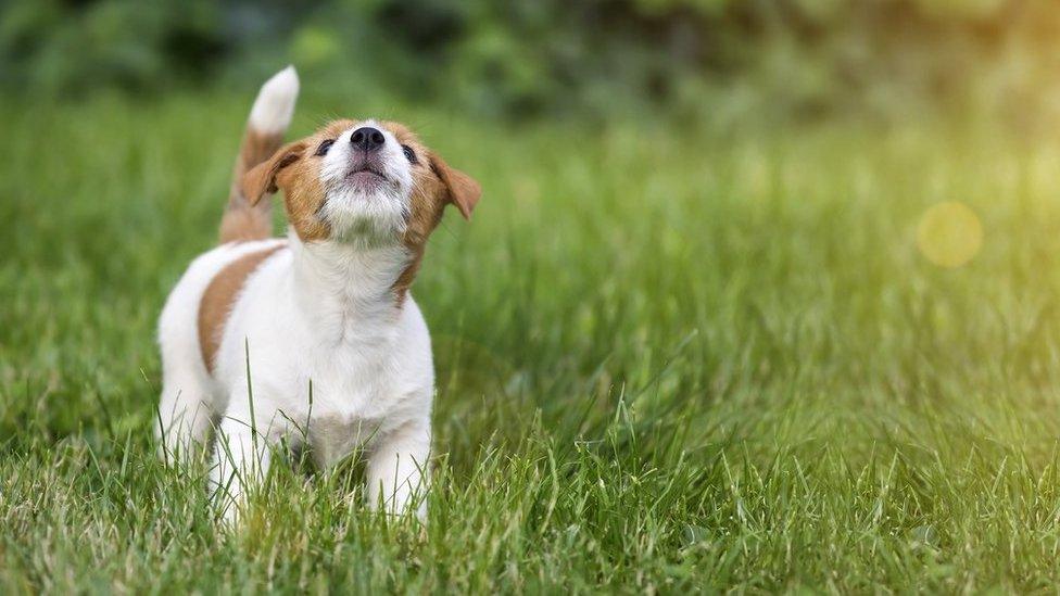 Dog howling