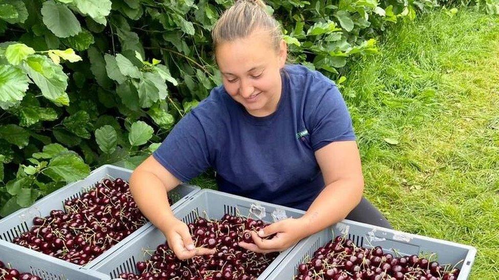 A fruit picker at Norton Farm in Sittingbourne, Kent, run by FGA Farming