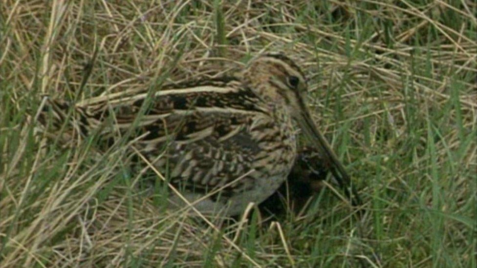 A snipe