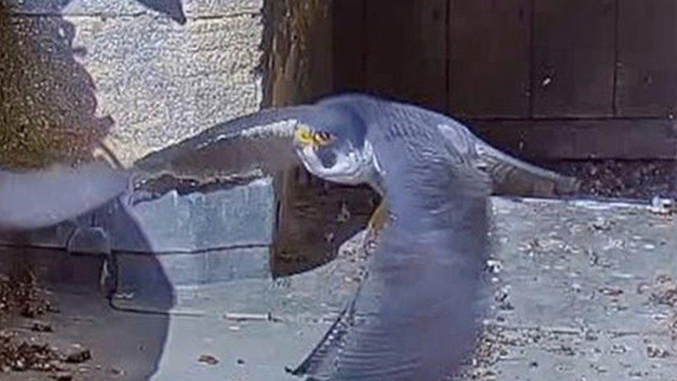 Peregrine falcons at Ely Cathedral