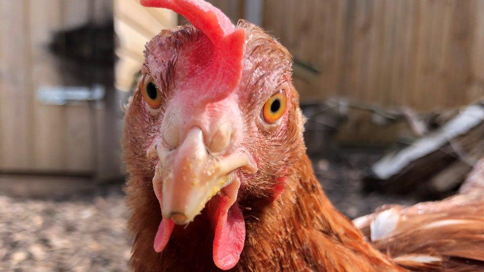 A hen called Ethel