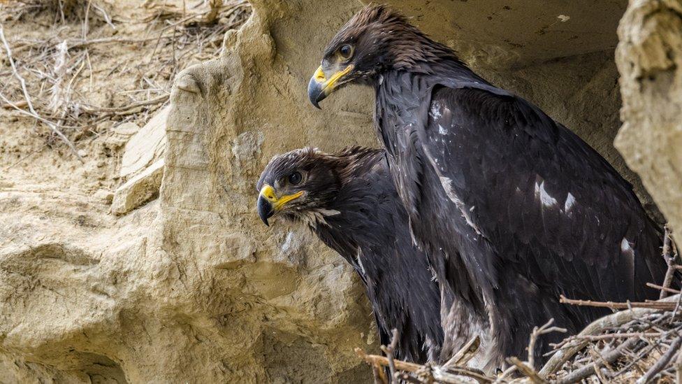 Eagles sitting on a nest.