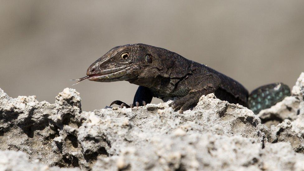 Sombrero ground lizard