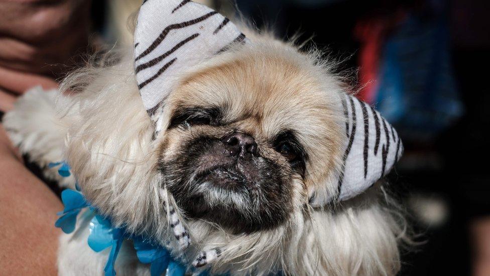 Dog dressed in costume