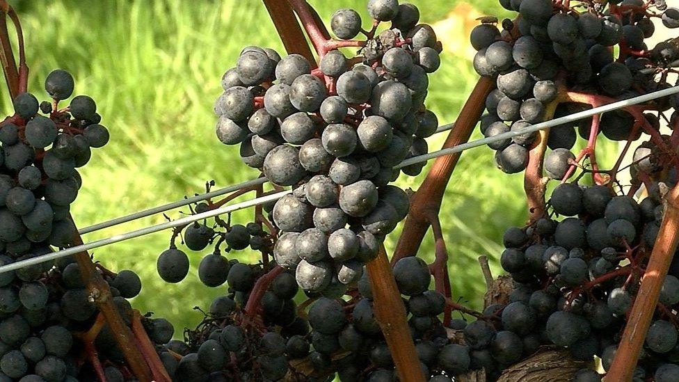 Ready to be picked - grapes at Gwinllan Conwy vineyard in north Wales