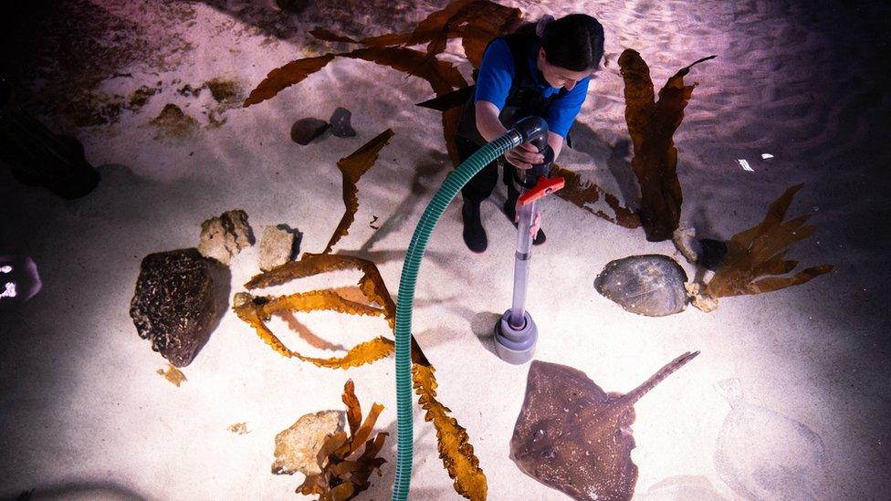 An aquarist cleans a Stingray tank at the Sea Life London Aquarium