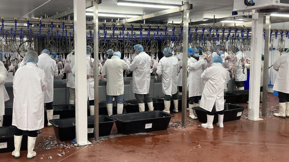 Production line of staff at turkey factory