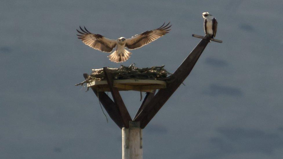 Perthshire ospreys